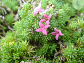 Asperula nitida